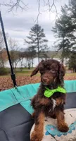 Hershey - AKC , a male Poodle - Miniature  for sale in Spring City, TN – Photo 3 of 5
