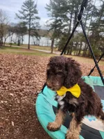 Twix - Akc - ( not available ) , a male Poodle - Miniature  for sale in Spring City, TN – Photo 6 of 8