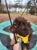 Twix - Akc - ( not available ) , a male Poodle - Miniature  for sale in Spring City, TN – Photo 3 of 8