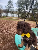 Twix - Akc - ( not available ) , a male Poodle - Miniature  for sale in Spring City, TN – Photo 7 of 8