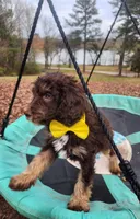 Twix - Akc - ( not available ) , a male Poodle - Miniature  for sale in Spring City, TN – Photo 4 of 8