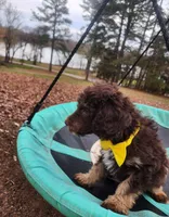 Twix - Akc - ( not available ) , a male Poodle - Miniature  for sale in Spring City, TN – Photo 5 of 8
