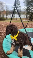 Twix - Akc - ( not available ) , a male Poodle - Miniature  for sale in Spring City, TN – Photo 8 of 8