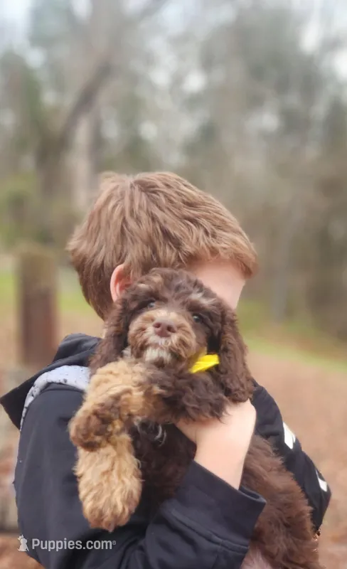 Twix - Akc  – Poodle - Miniature  puppy for sale in Spring City, TN