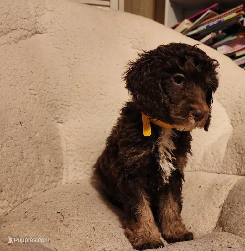 Twix - Akc , a male Poodle - Miniature  for sale in Spring City, TN – Photo 1 of 1