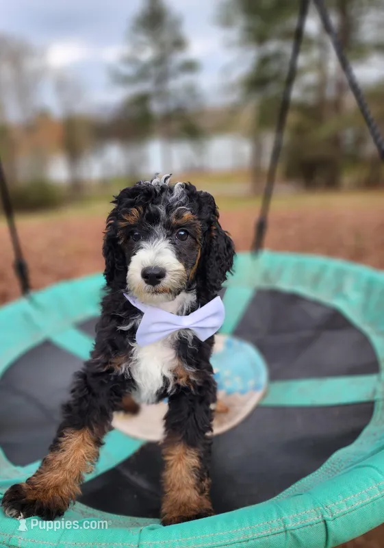 Charlie - AKC - Clear, a male Poodle - Miniature  for sale in Spring City, TN – Photo 1 of 10