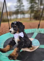 Charlie - AKC - Clear, a male Poodle - Miniature  for sale in Spring City, TN – Photo 6 of 10