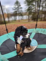 Charlie - AKC - Clear, a male Poodle - Miniature  for sale in Spring City, TN – Photo 10 of 10