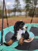 Charlie - AKC - Clear, a male Poodle - Miniature  for sale in Spring City, TN – Photo 9 of 10
