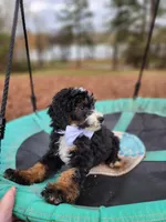 Charlie - AKC - Clear, a male Poodle - Miniature  for sale in Spring City, TN – Photo 7 of 10