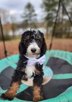 Charlie - AKC - Clear, a male Poodle - Miniature  for sale in Spring City, TN – Photo 4 of 10