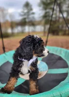Charlie - AKC - Clear, a male Poodle - Miniature  for sale in Spring City, TN – Photo 3 of 10