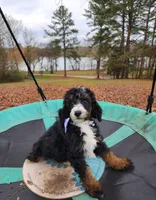 Charlie - AKC - Clear, a male Poodle - Miniature  for sale in Spring City, TN – Photo 8 of 10