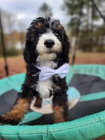 Charlie - AKC - Clear, a male Poodle - Miniature  for sale in Spring City, TN – Photo 5 of 10