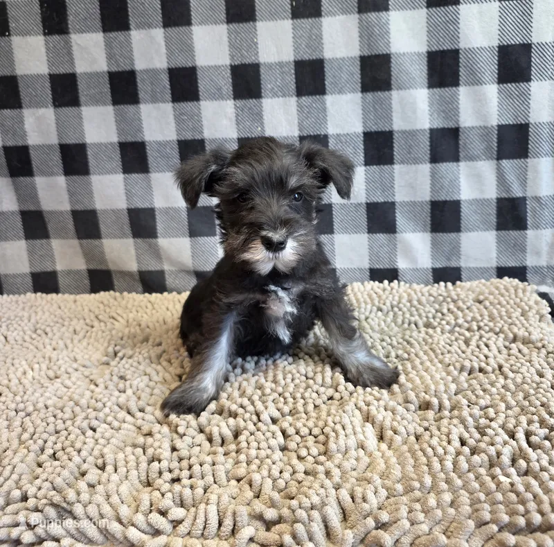 Sam – Miniature Schnauzer puppy for sale in Millmont, PA