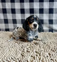 Nettie, a female Miniature Dachshund for sale in Millmont, PA – 4 of 6