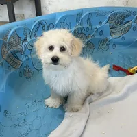 Merlin, a male Coton de Tulear for sale in Millmont, PA – Photo 8 of 8