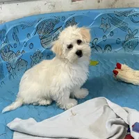 Merlin, a male Coton de Tulear for sale in Millmont, PA – Photo 7 of 8