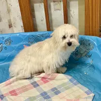 Merlin, a male Coton de Tulear for sale in Millmont, PA – Photo 6 of 8