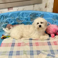 Merlin, a male Coton de Tulear for sale in Millmont, PA – Photo 2 of 8