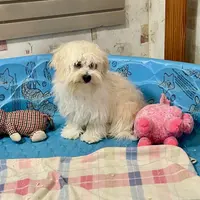 Merlin, a male Coton de Tulear for sale in Millmont, PA – Photo 1 of 8