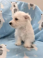 Lenny, a male West Highland White Terrier for sale in Millmont, PA – 4 of 8