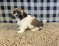 Abby, a female Shih Tzu for sale in Millmont, PA – 2 of 5