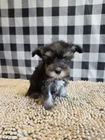 Sally, a female Miniature Schnauzer for sale in Millmont, PA – 2 of 7