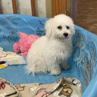 Blossom, a female Bichon Frise for sale in Millmont, PA – Photo 5 of 10