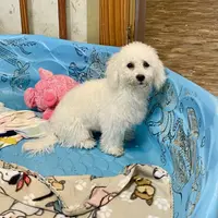 Blossom, a female Bichon Frise for sale in Millmont, PA – Photo 8 of 10