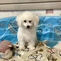 Blossom, a female Bichon Frise for sale in Millmont, PA – Photo 3 of 10