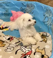 processed/6b8f1ba0-53c4-44aa-9a40-96ba513b41a5/listing/034f55cd-4b44-45d4-b16c-9c9d0a9ad0fc/4f5c87d4-ea37-4e6f-ae43-a839533da0a8