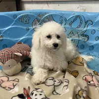 Blossom, a female Bichon Frise for sale in Millmont, PA – Photo 6 of 10