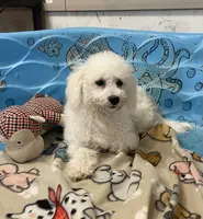 processed/6b8f1ba0-53c4-44aa-9a40-96ba513b41a5/listing/034f55cd-4b44-45d4-b16c-9c9d0a9ad0fc/5bc1e4ac-7ea6-4525-9e64-ae5d3b080bec