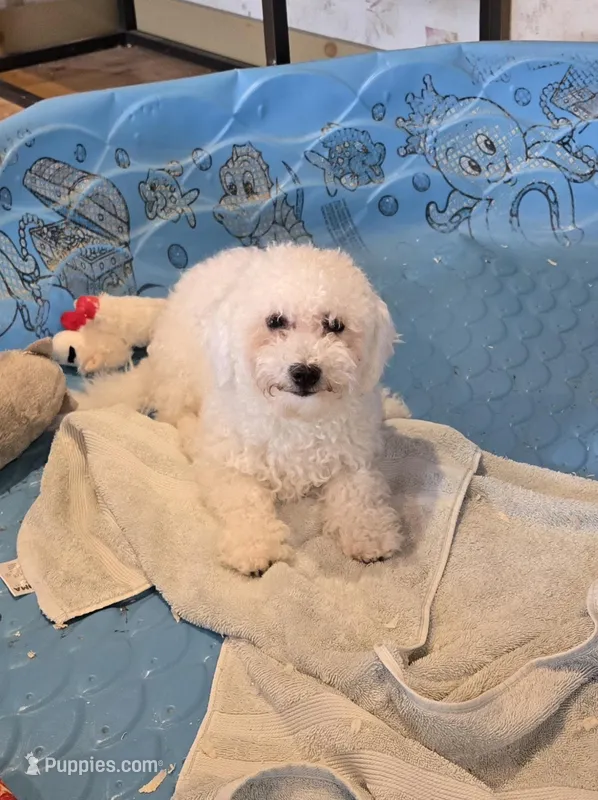 Blossom – Bichon Frise puppy for sale in Millmont, PA