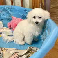 Blossom, a female Bichon Frise for sale in Millmont, PA – Photo 1 of 10