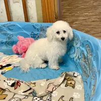 Blossom, a female Bichon Frise for sale in Millmont, PA – Photo 9 of 10