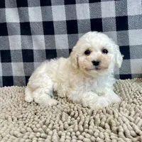 Blossom, a female Bichon Frise for sale in Millmont, PA – Photo 10 of 10
