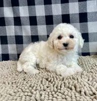 processed/6b8f1ba0-53c4-44aa-9a40-96ba513b41a5/listing/034f55cd-4b44-45d4-b16c-9c9d0a9ad0fc/f965ffa6-0849-441f-bc0e-06accb43ed86