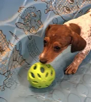 Nellie, a female Miniature Dachshund for sale in Millmont, PA – 3 of 7