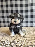 Sarge, a male Miniature Schnauzer for sale in Millmont, PA – 4 of 8
