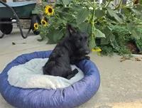 Willa, a female Scottish Terrier for sale in Millmont, PA – 3 of 8
