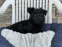 Wanda, a female Scottish Terrier for sale in Millmont, PA – 8 of 9