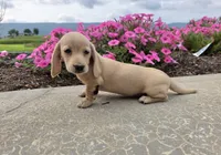 Harper, a male Miniature Dachshund for sale in Millmont, PA – 3 of 10