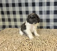 Reta, a female Coton de Tulear and Poodle - Miniature  for sale in Millmont, PA – 4 of 5
