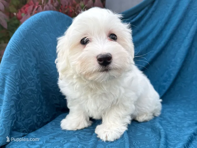 Stuart – Bichon Frise, Coton de Tulear puppy for sale in Millmont, PA