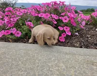 Harper, a male Miniature Dachshund for sale in Millmont, PA – 5 of 10