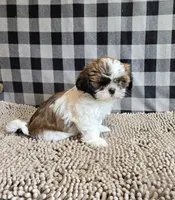 Marcus , a male Shih Tzu for sale in Millmont, PA – 6 of 8