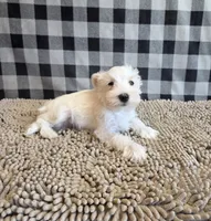 Sarah, a female Miniature Schnauzer for sale in Millmont, PA – 4 of 6