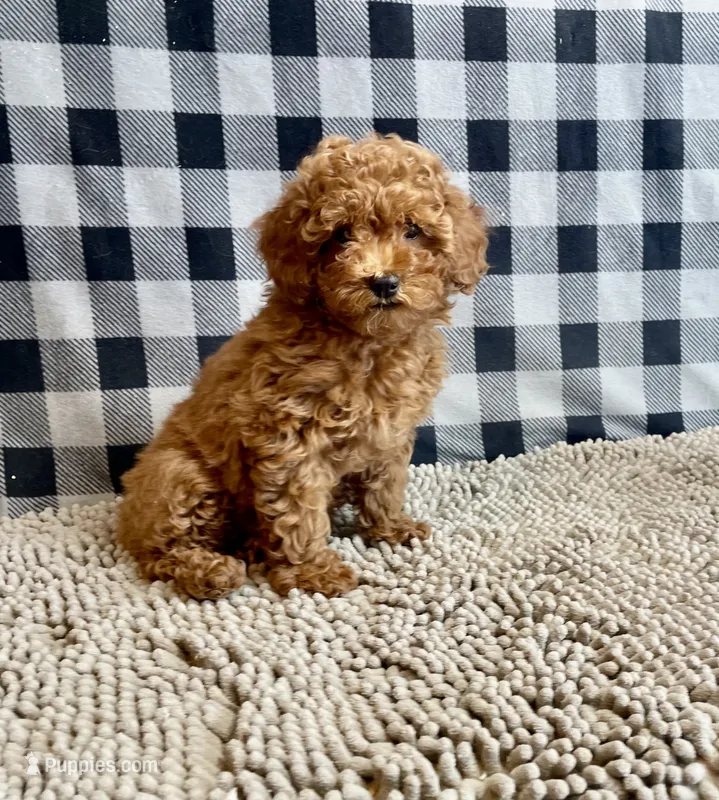 Nola – Poodle - Miniature  puppy for sale in Millmont, PA